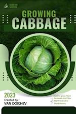 Cabbage: Guide and overview 