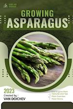 Asparagus: Guide and overview 