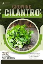 Cilantro: Guide and overview 