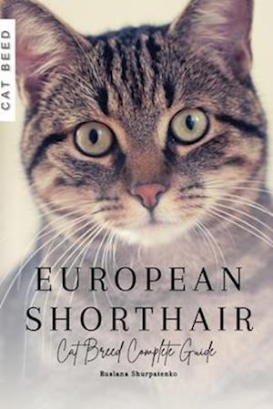 European Shorthair: Cat Breed Complete Guide