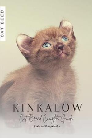 Kinkalow: Cat Breed Complete Guide