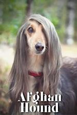 Afghan Hound: Dog breed overview and guide 