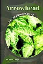 Arrowhead: Why my Plant not grow? problems and their solutions 