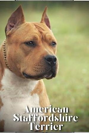 American Staffordshire Terrier: How to train your dog and raise from puppy correctly