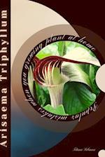 Arisaema Triphyllum: Popular mistakes when you growing PLANT at home 