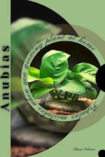 Anubias: Popular mistakes when you growing PLANT at home 