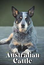 Australian Cattle: How to train your dog and raise from puppy correctly 