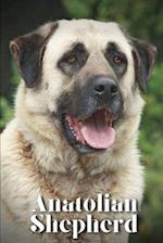 Anatolian Shepherd: How to train your dog and raise from puppy correctly 