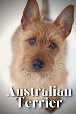 Australian Terrier: How to train your dog and raise from puppy correctly 