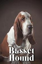 Basset Hound: How to train your dog and raise from puppy correctly 