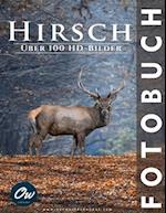 Hirsch