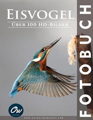 Eisvogel