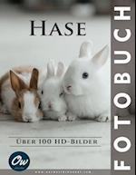 Hase