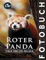 Roter Panda