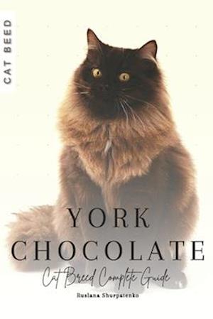 York Chocolate: Cat Breed Complete Guide
