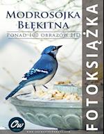 Modrosójka Bl&#281;kitna