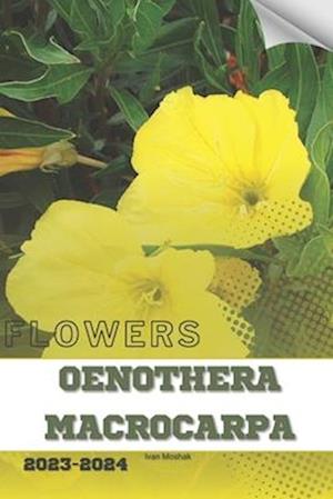 Oenothera Macrocarpa