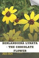 Berlandiera Lyrata - The Chocolate Flower