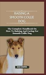 Raising a Smooth Collie Dog