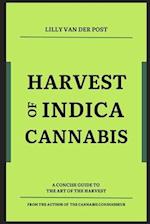 Harvest of Indica Cannabis