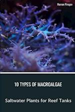 10 Types of Macroalgae
