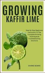 Growing Kaffir Lime