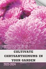 Cultivate Chrysanthemums in Your Garden