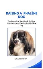 Raising a Phalène Dog