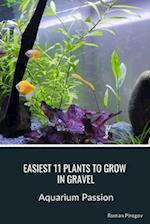 Easiest 11 Plants to Grow in Gravel