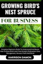 Growing Bird's Nest Spruce for Business