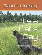 It's a Cat's Day