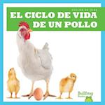 El Ciclo de Vida de Un Pollo (a Chicken's Life Cycle)