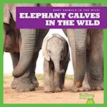 Elephant Calves in the Wild