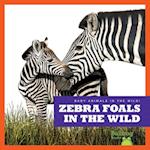 Zebra Foals in the Wild