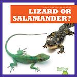 Lizard or Salamander?