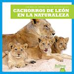 Cachorros de Le&#1091;n En La Naturaleza (Lion Cubs in the Wild)