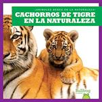 Cachorros de Tigre En La Naturaleza (Tiger Cubs in the Wild)