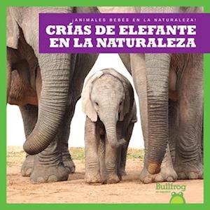 Cr&#1085;as de Elefante En La Naturaleza (Elephant Calves in the Wild)