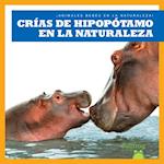 Cr&#1085;as de Hipop&#1091;tamo En La Naturaleza (Hippopotamus Calves in the Wild)