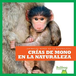 Cr&#1085;as de Mono En La Naturaleza (Monkey Infants in the Wild)