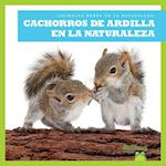 Cachorros de Ardilla En La Naturaleza (Squirrel Kits in the Wild)