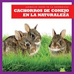 Cachorros de Conejo En La Naturaleza (Rabbit Kits in the Wild)