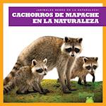Cachorros de Mapache En La Naturaleza (Raccoon Cubs in the Wild)