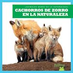 Cachorros de Zorro En La Naturaleza (Fox Kits in the Wild)