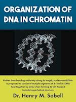 Organization of DNA in Chromatin 