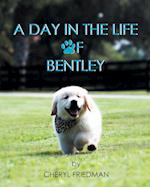 A Day in the Life of Bentley 