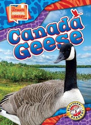 Canada Geese