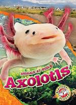 Axolotls