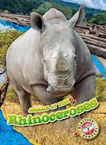 Rhinoceroses