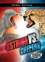 Ostrich vs. Cheetah